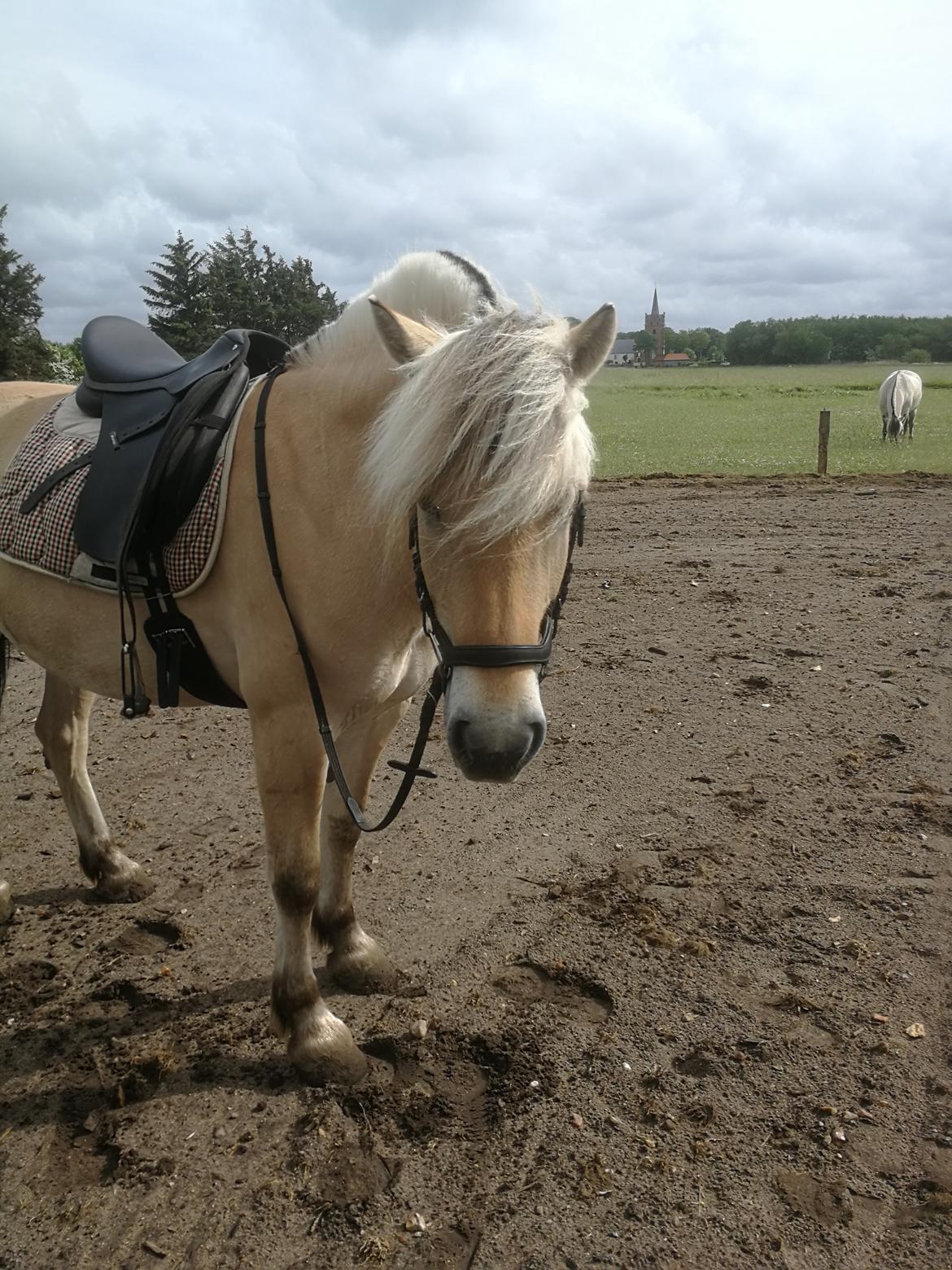 Fjordhest Ariel billede 12