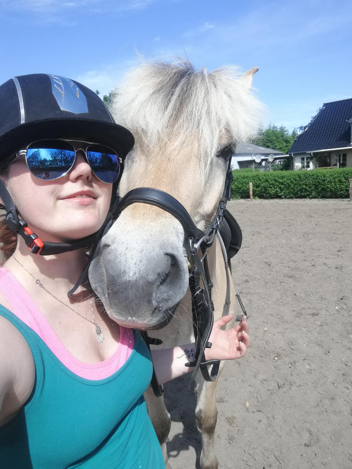 Fjordhest Ariel billede 5