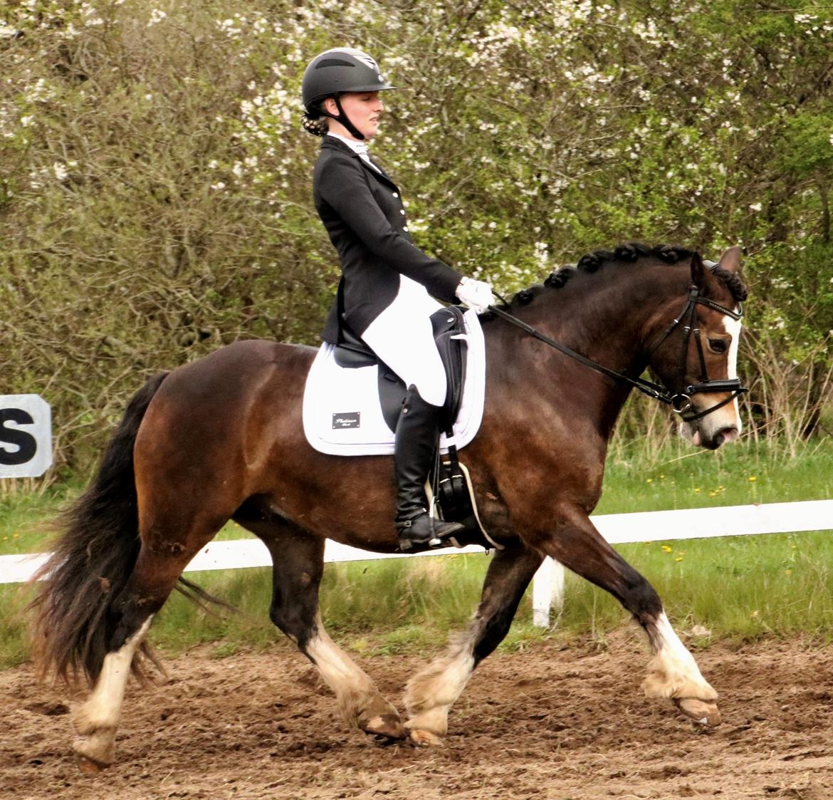 Welsh Cob (sec D) Holmlunds Royal Kingston billede 1