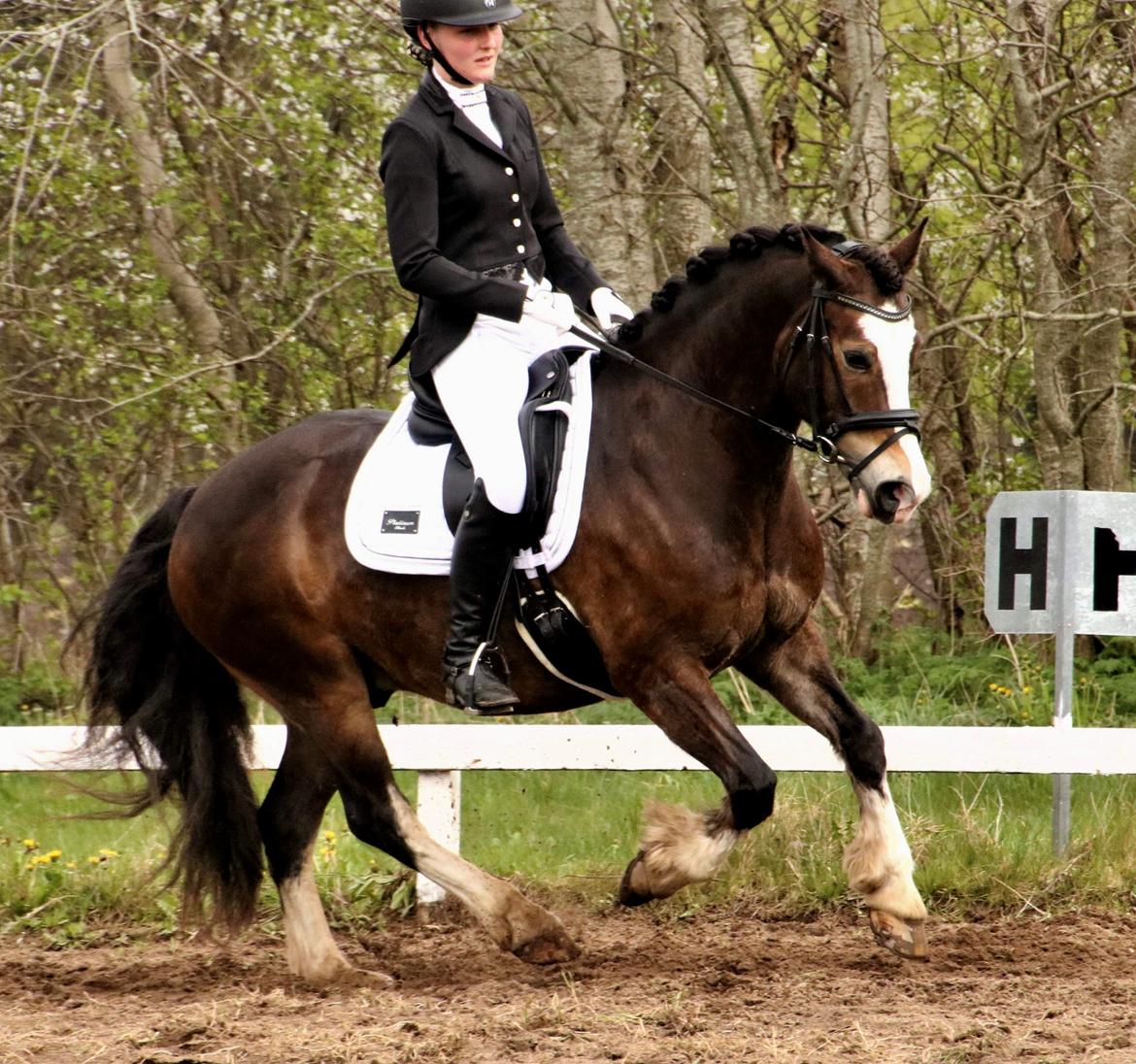 Welsh Cob (sec D) Holmlunds Royal Kingston billede 3