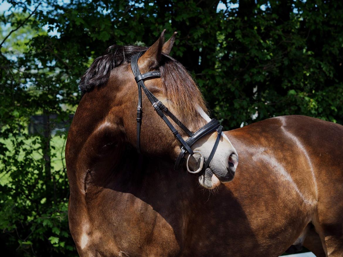 Welsh Cob (sec D) Holmlunds Royal Kingston billede 2