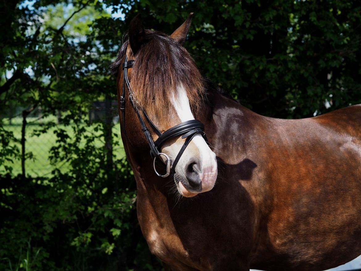 Welsh Cob (sec D) Holmlunds Royal Kingston billede 4