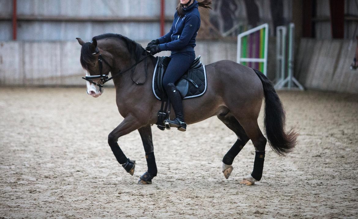 Welsh Cob (sec D) Holmlunds Royal Kingston billede 5