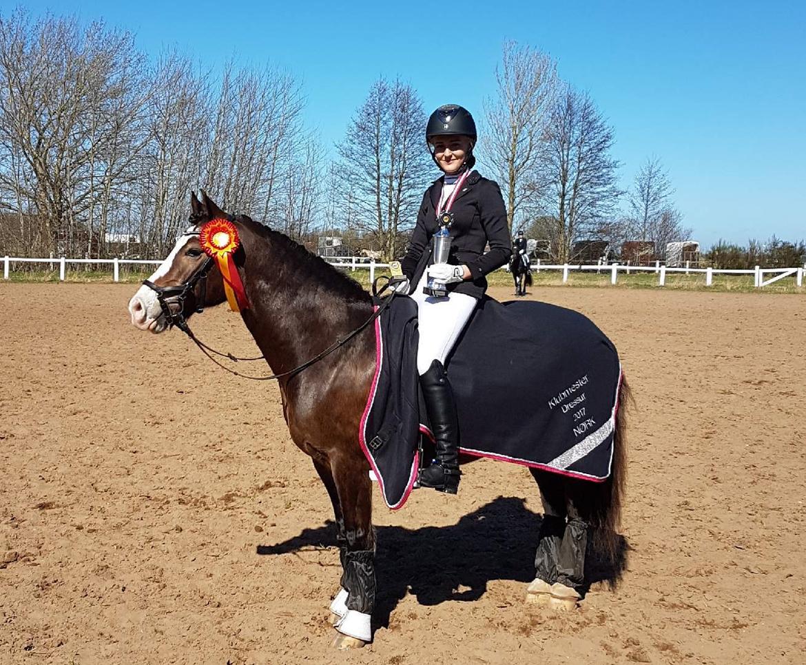 Welsh Cob (sec D) Holmlunds Royal Kingston billede 7