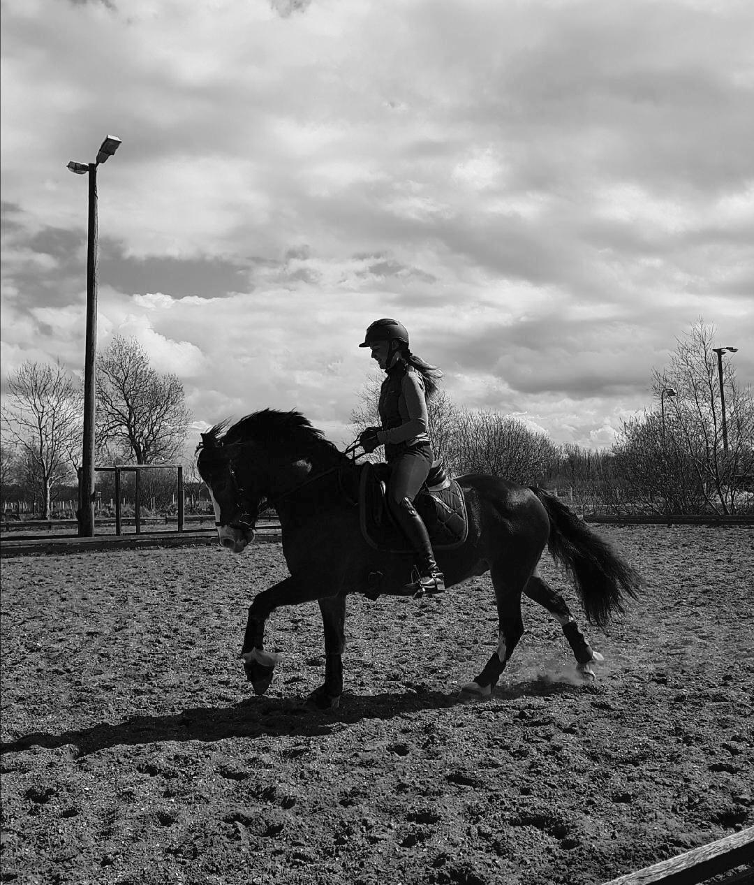 Welsh Cob (sec D) Holmlunds Royal Kingston billede 8