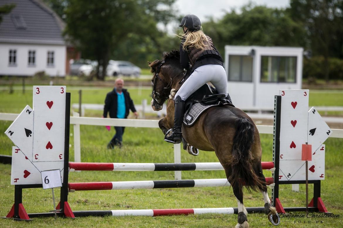 Welsh Cob (sec D) Holmlunds Royal Kingston billede 9
