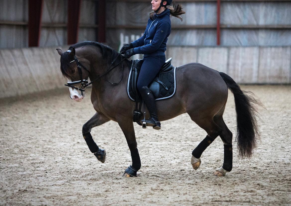 Welsh Cob (sec D) Holmlunds Royal Kingston billede 6