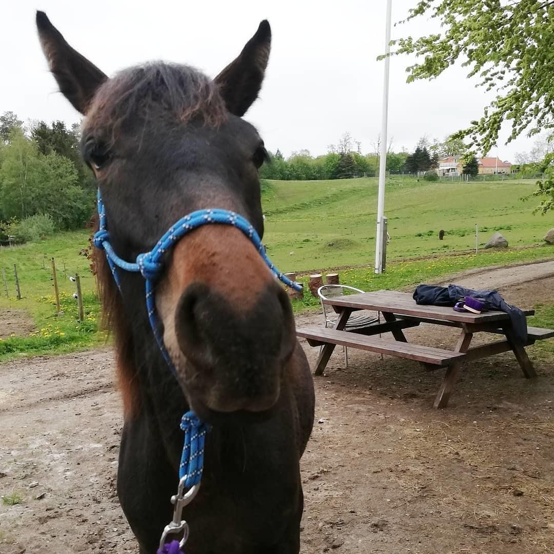 Anden særlig race Lola  billede 6