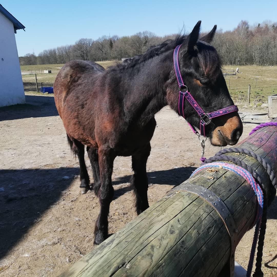 Anden særlig race Lola  billede 11