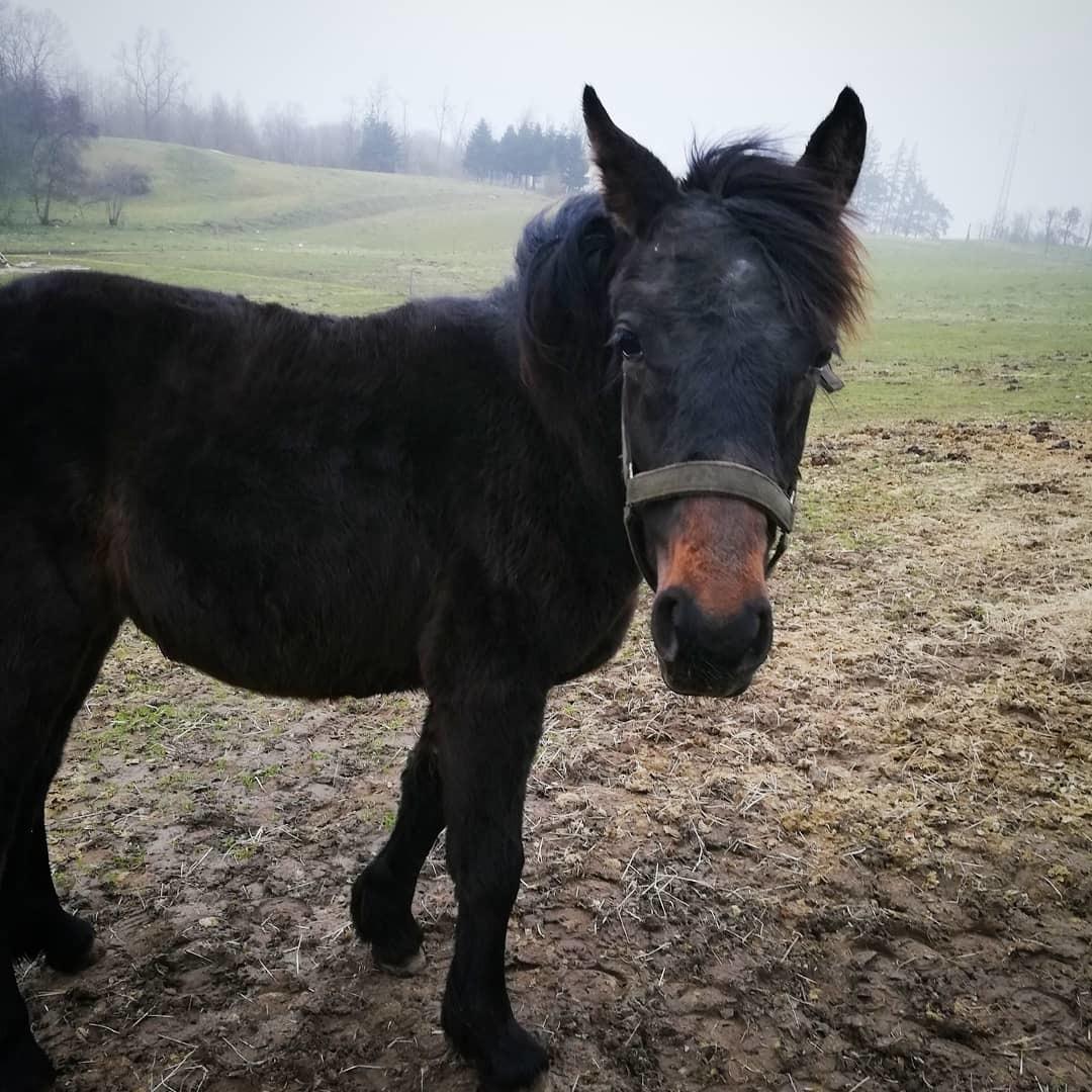 Anden særlig race Lola  billede 15