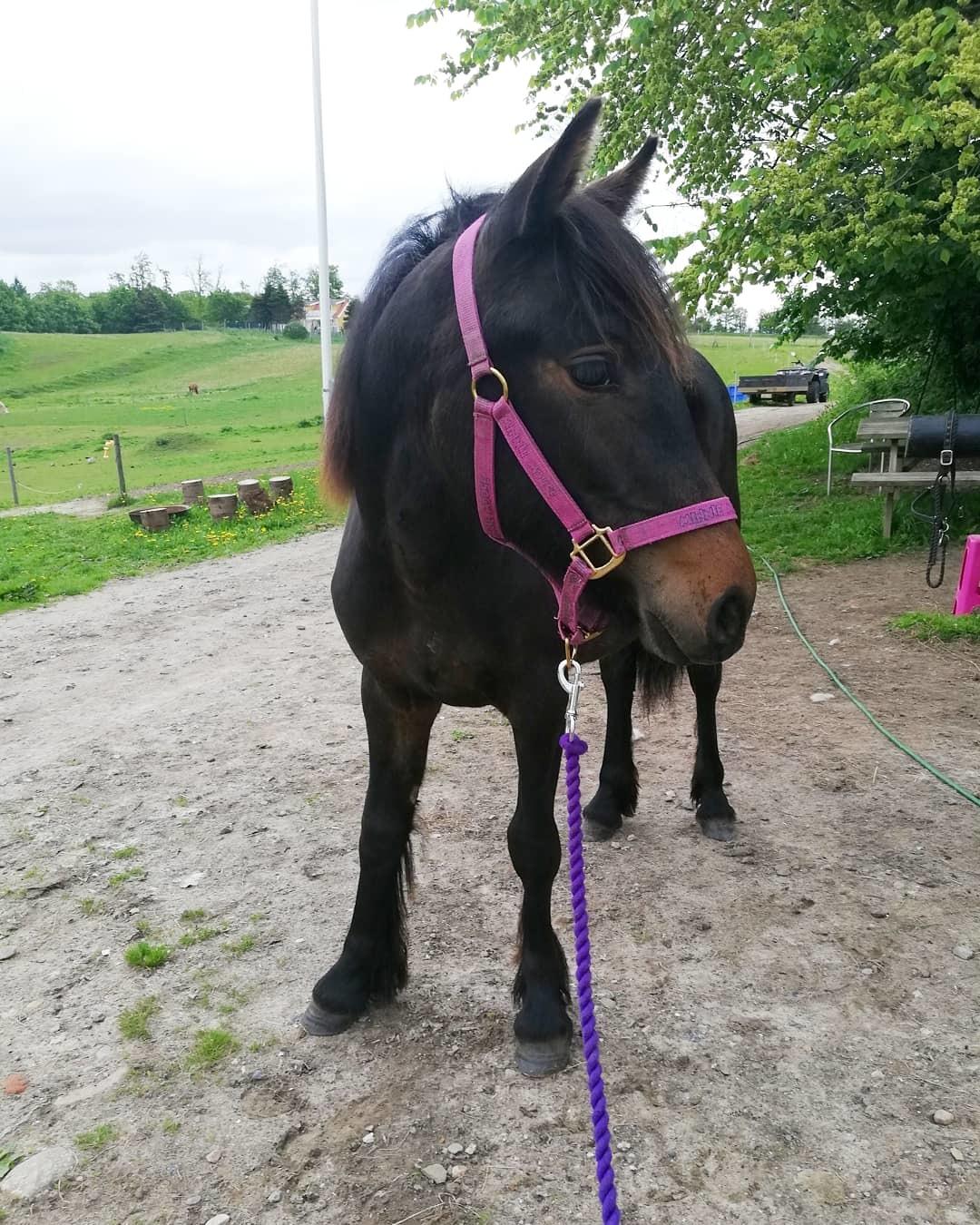 Anden særlig race Lola  billede 3