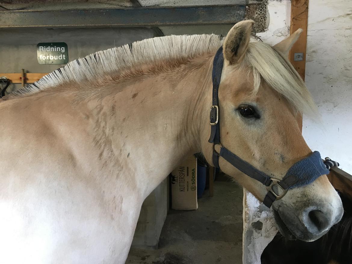 Fjordhest Tronkærs Pegasus - Ny klippet  billede 13