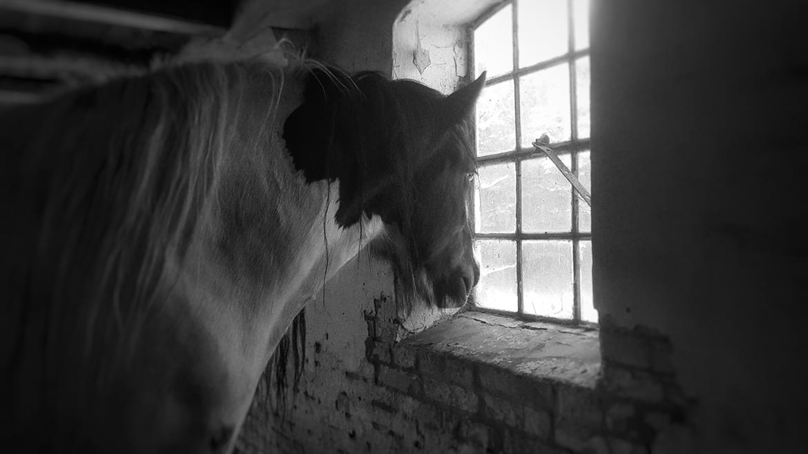 Tinker Sanaya (Rindoms Madam Mim) billede 9