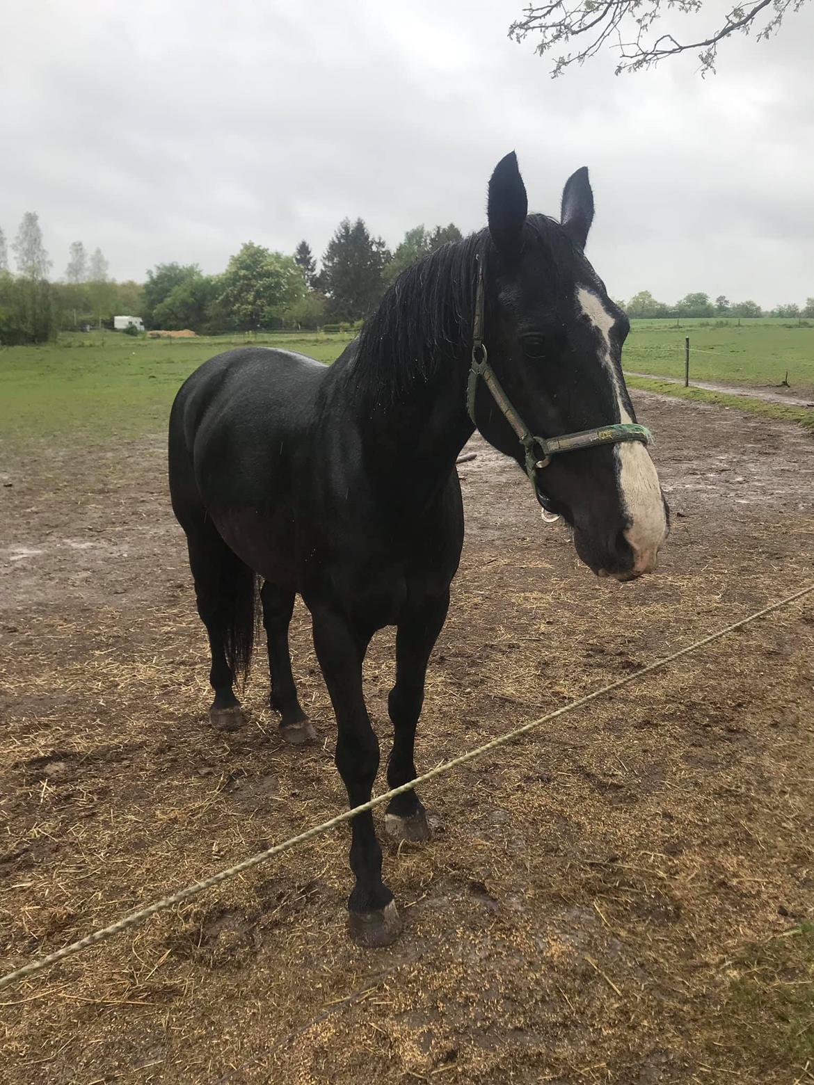 Oldenborg Fräulein Alstrup billede 2