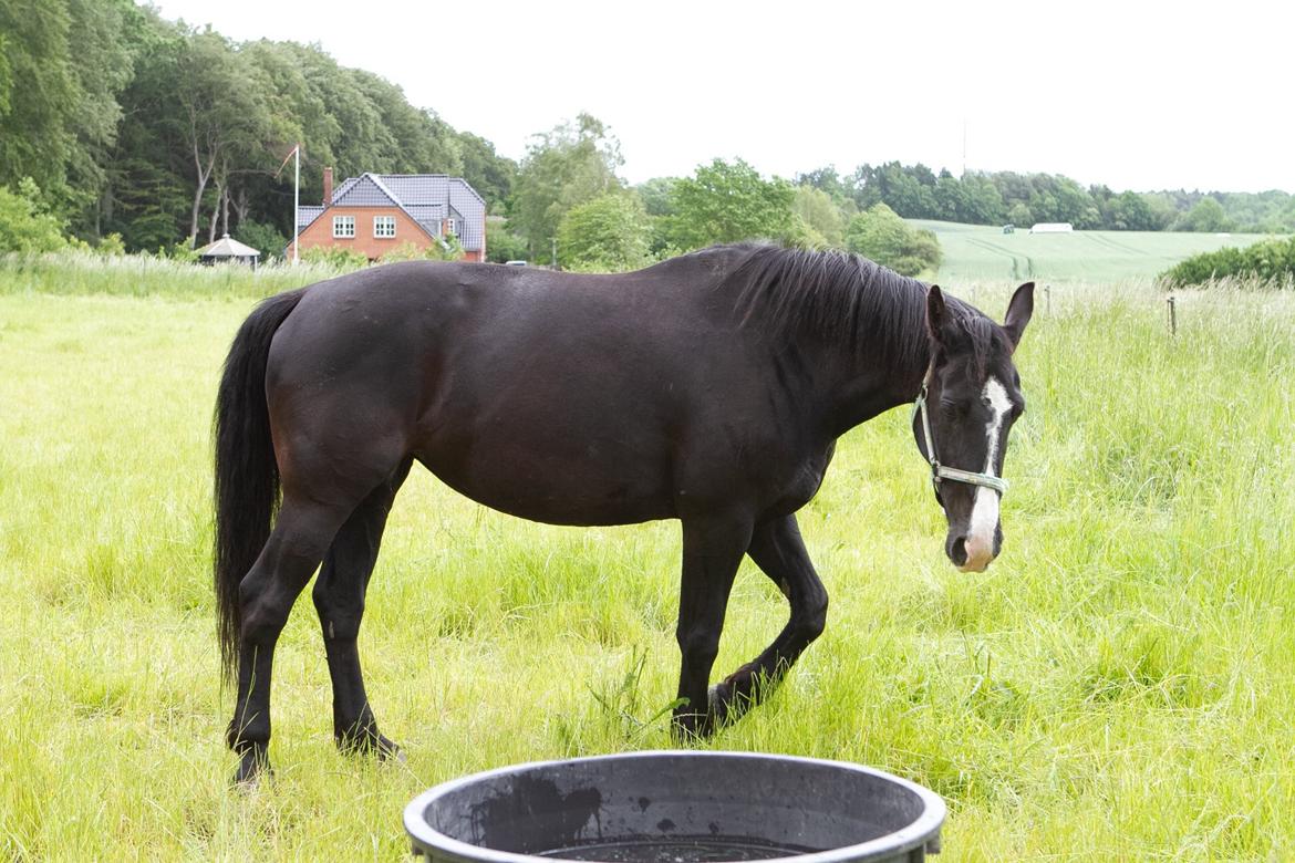 Oldenborg Fräulein Alstrup billede 7