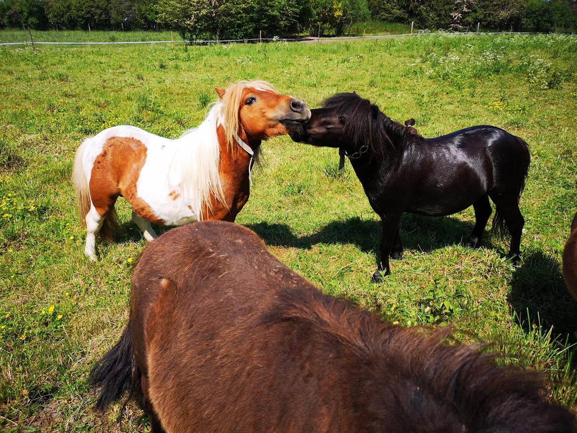 Shetlænder I Baunti's Kaiser De  Beelzebub billede 7