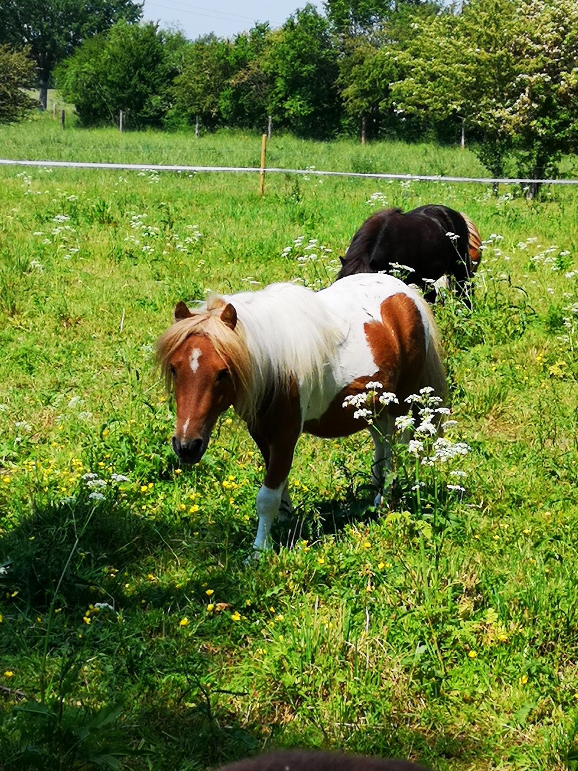 Shetlænder I Baunti's Kaiser De  Beelzebub billede 1