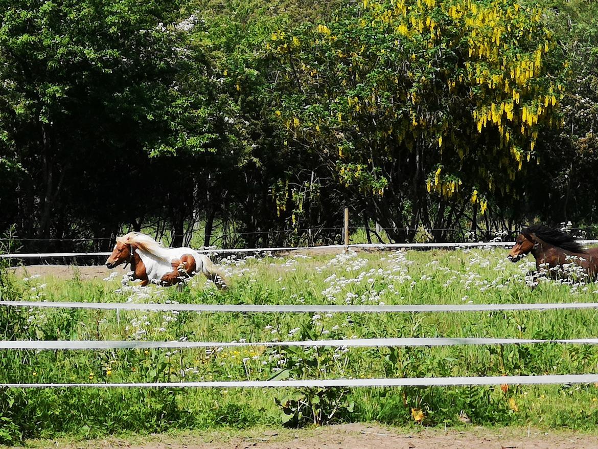Shetlænder I Baunti's Kaiser De  Beelzebub billede 10