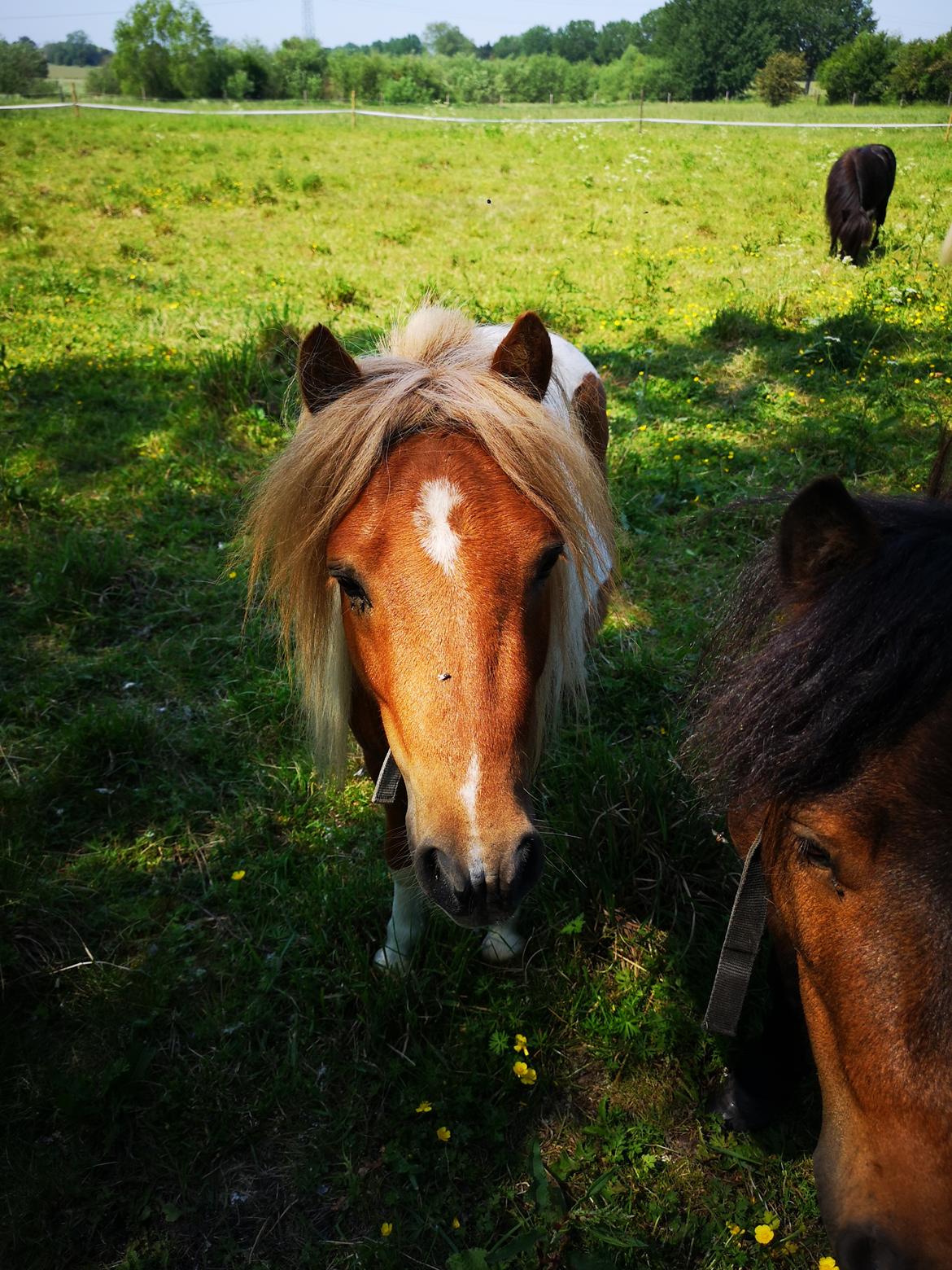 Shetlænder I Baunti's Kaiser De  Beelzebub billede 13