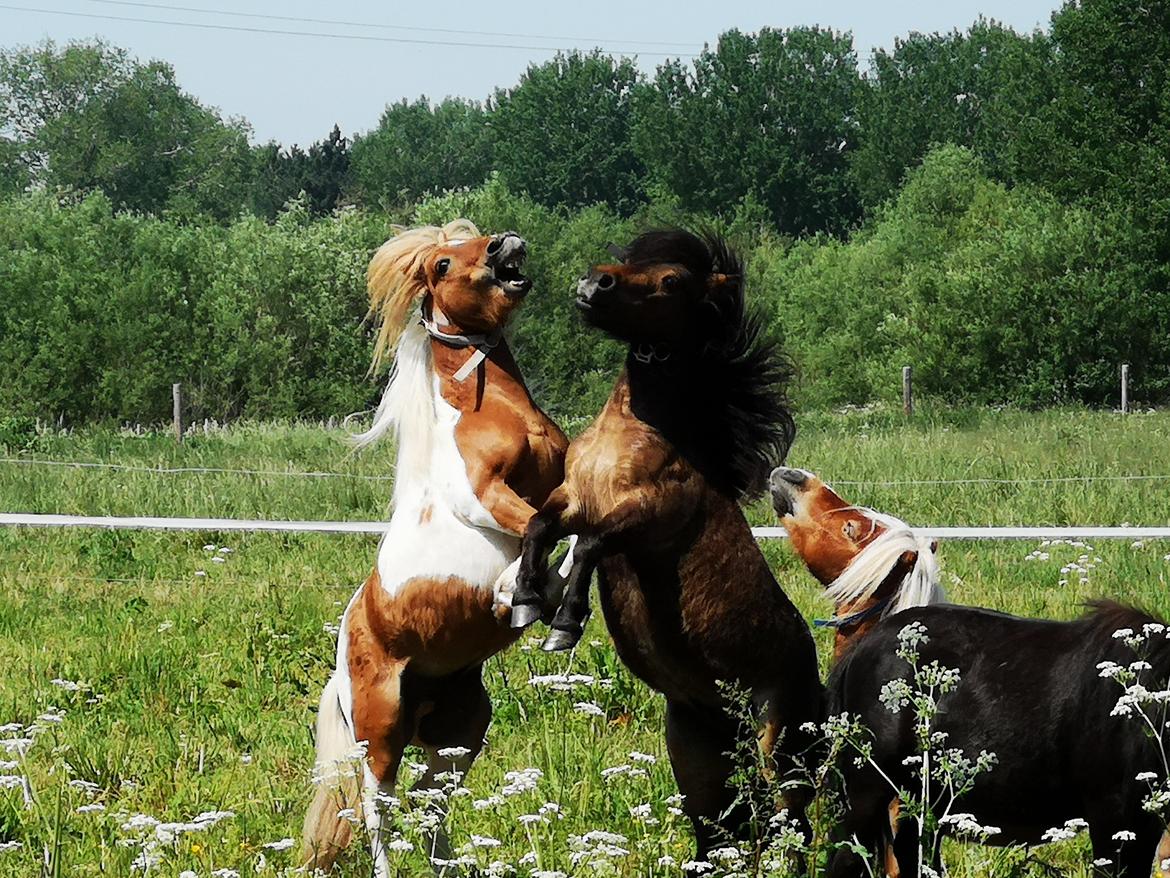 Shetlænder I Baunti's Kaiser De  Beelzebub billede 6