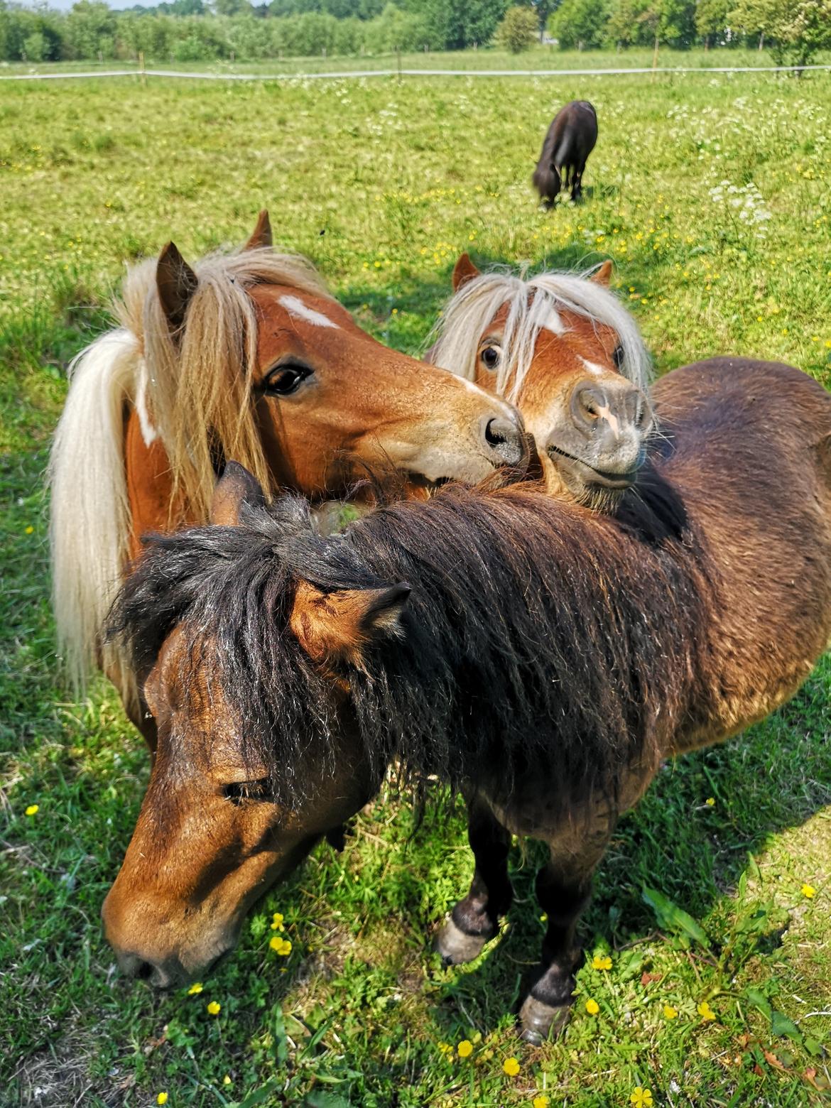 Shetlænder I Baunti's Kaiser De  Beelzebub billede 12