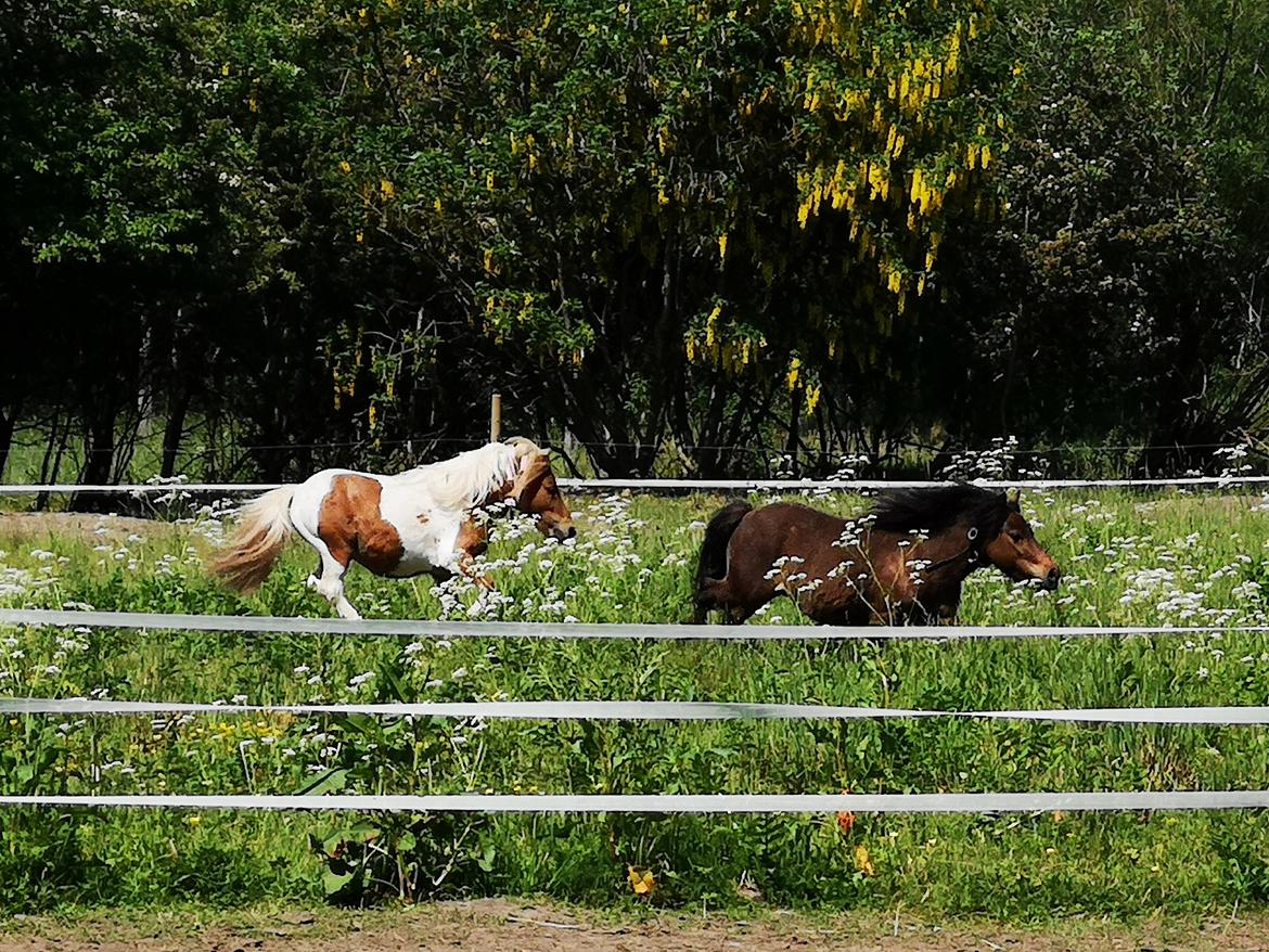 Shetlænder I Baunti's Kaiser De  Beelzebub billede 11