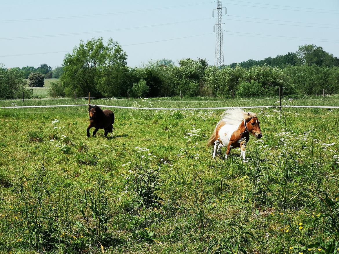 Shetlænder I Baunti's Kaiser De  Beelzebub billede 9