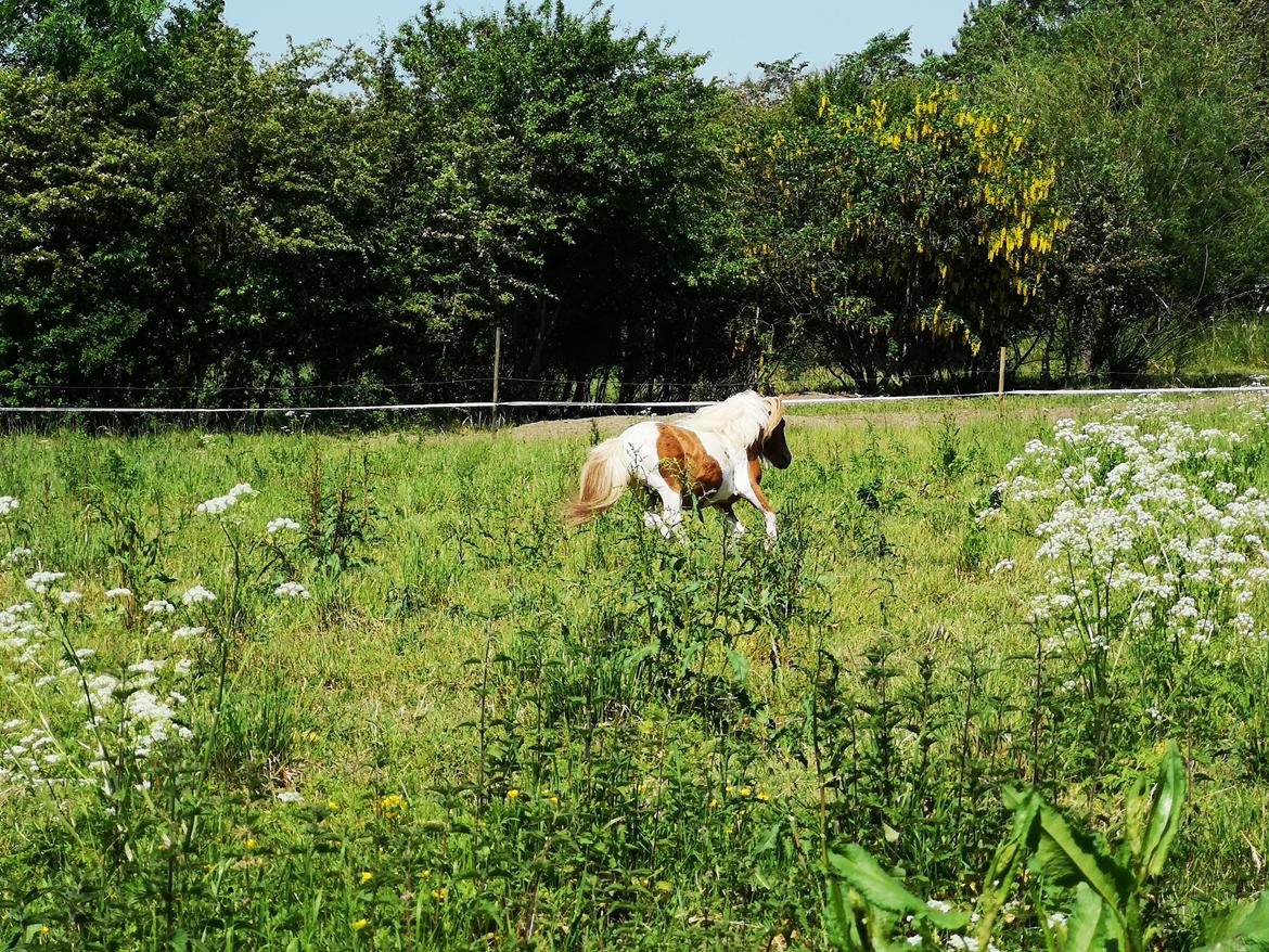 Shetlænder I Baunti's Kaiser De  Beelzebub billede 8