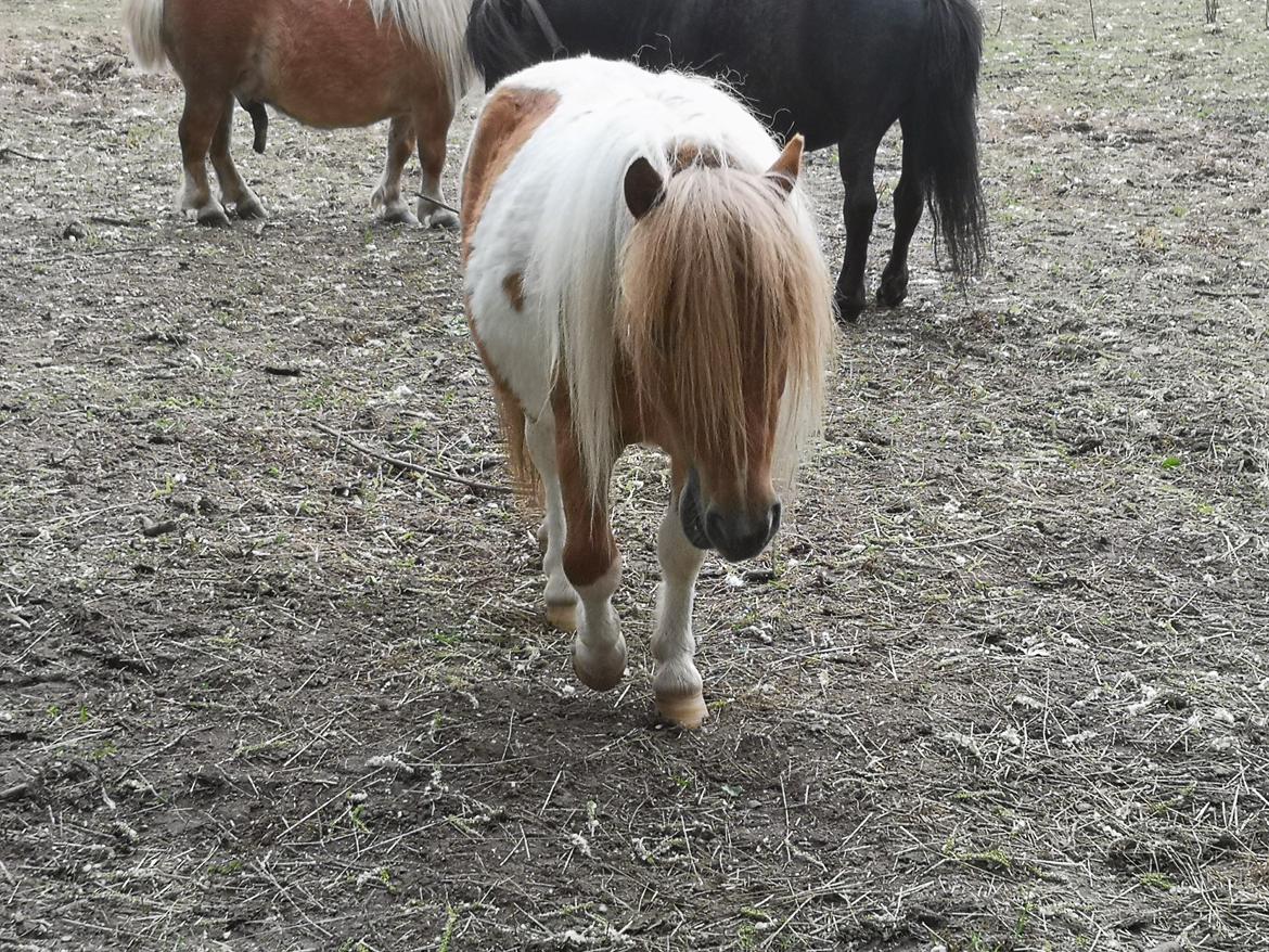 Shetlænder I Baunti's Kaiser De  Beelzebub billede 27