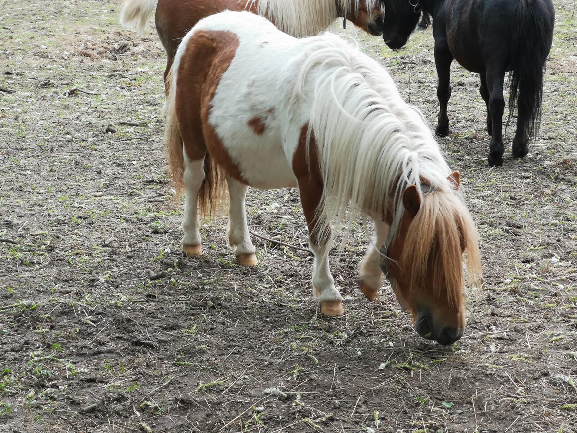 Shetlænder I Baunti's Kaiser De  Beelzebub billede 28
