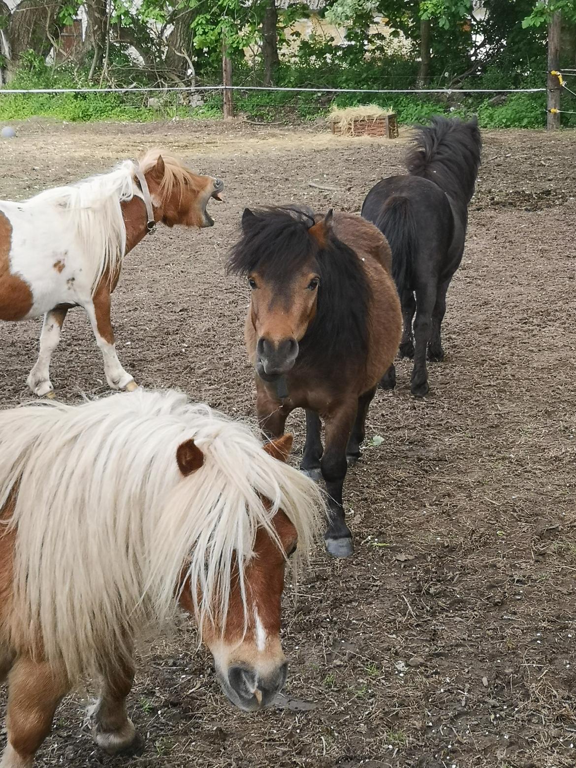 Shetlænder I Baunti's Kaiser De  Beelzebub billede 29