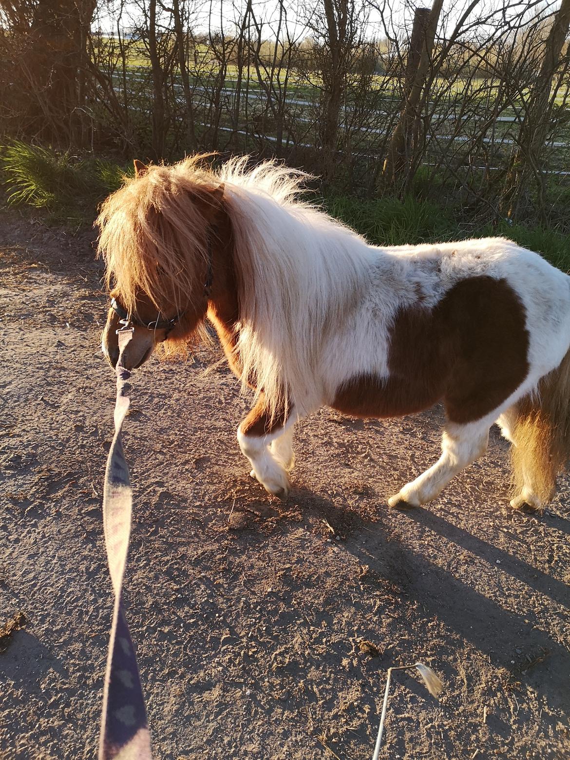 Shetlænder I Baunti's Kaiser De  Beelzebub billede 5
