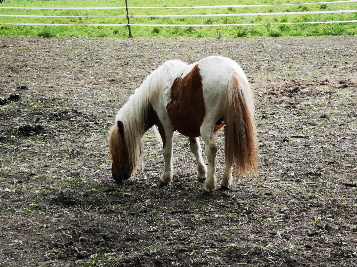 Shetlænder I Baunti's Kaiser De  Beelzebub billede 30