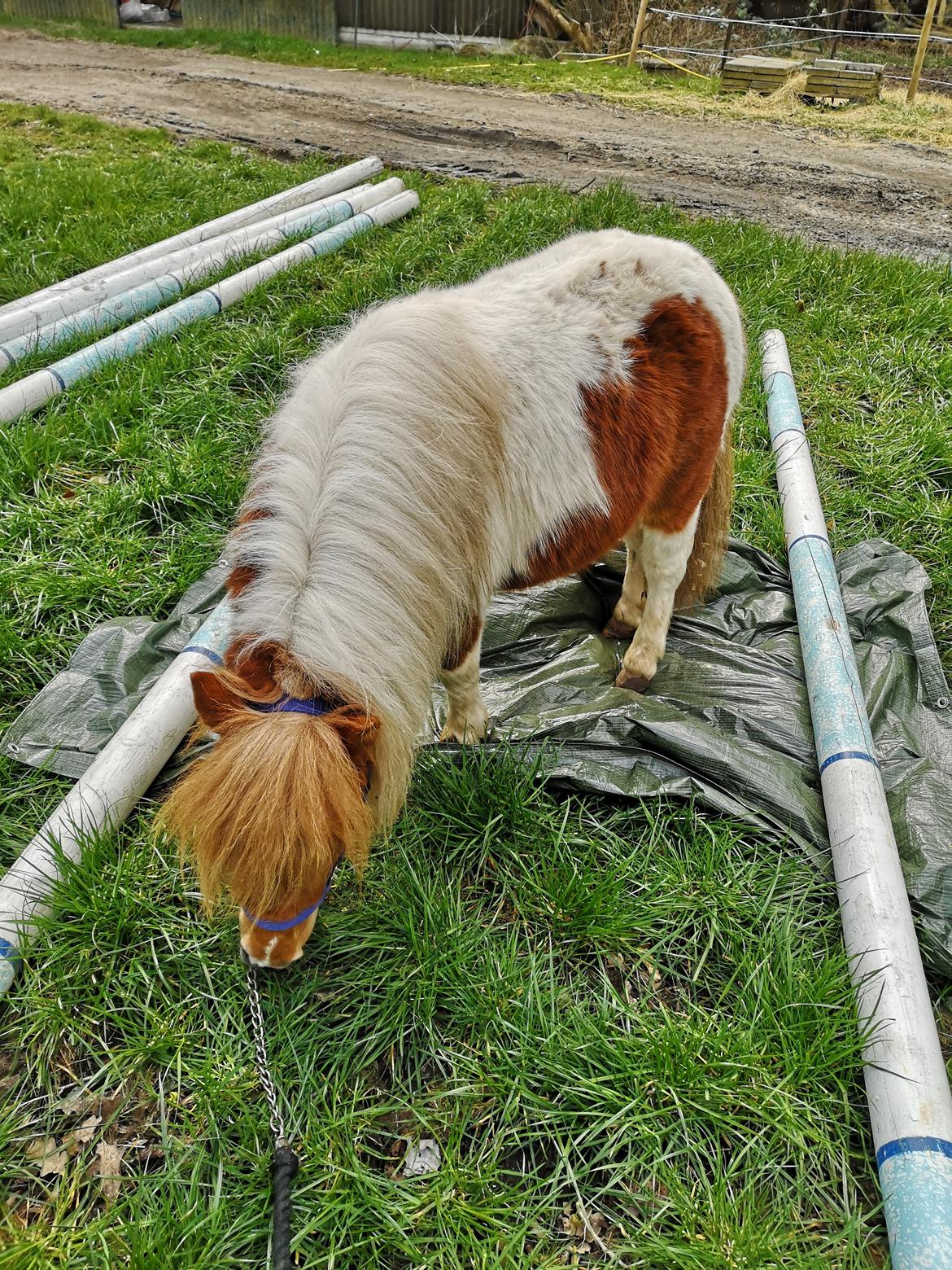 Shetlænder I Baunti's Kaiser De  Beelzebub billede 4