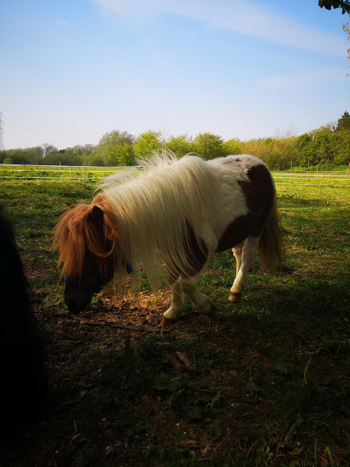 Shetlænder I Baunti's Kaiser De  Beelzebub billede 32