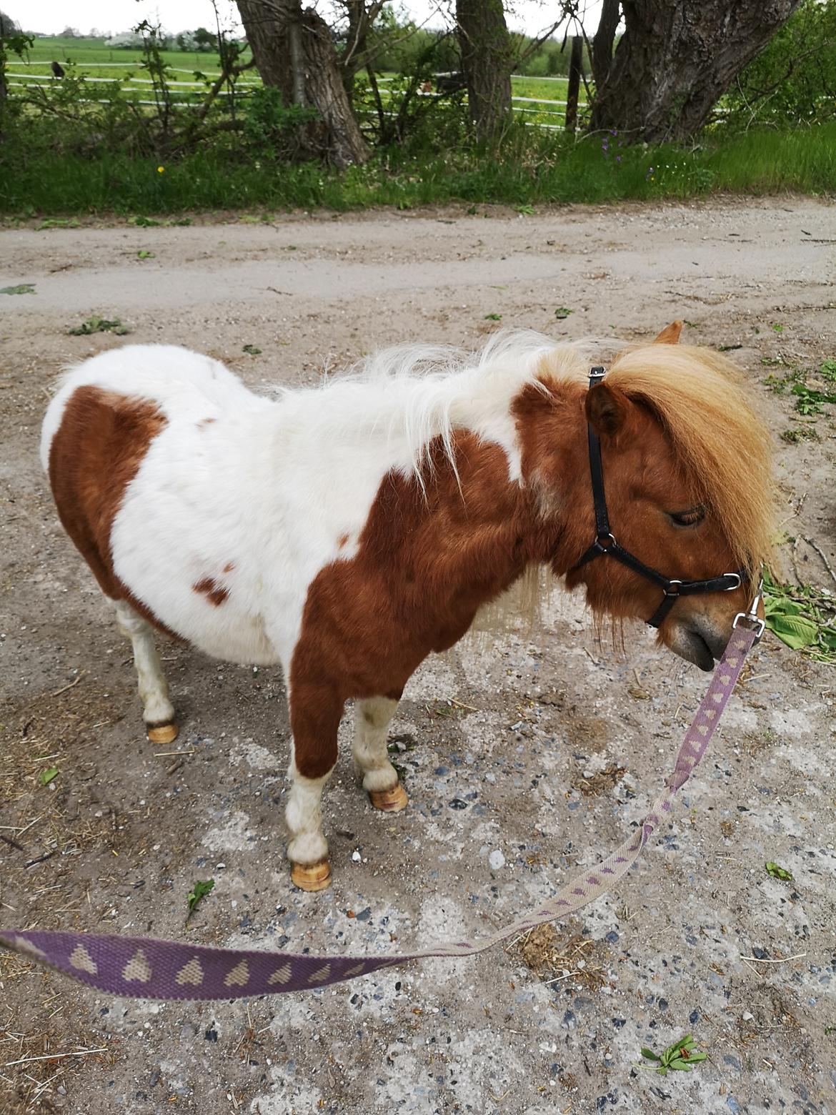 Shetlænder I Baunti's Kaiser De  Beelzebub billede 33