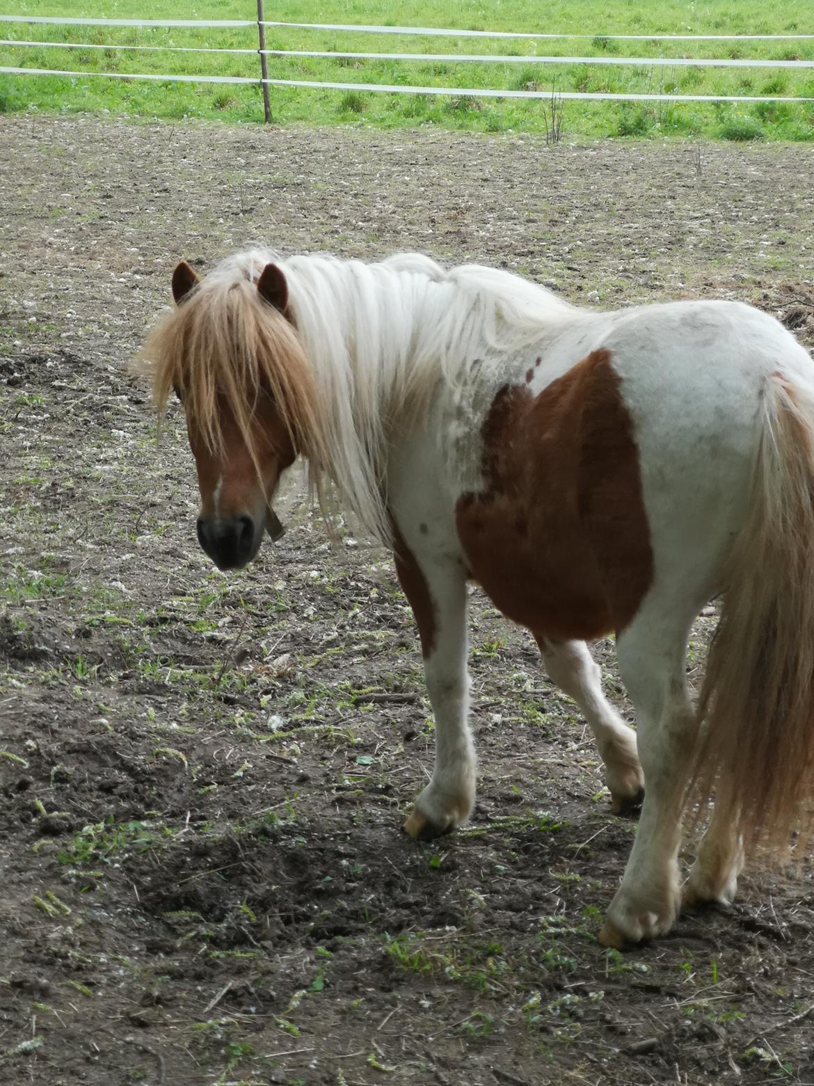 Shetlænder I Baunti's Kaiser De  Beelzebub billede 31