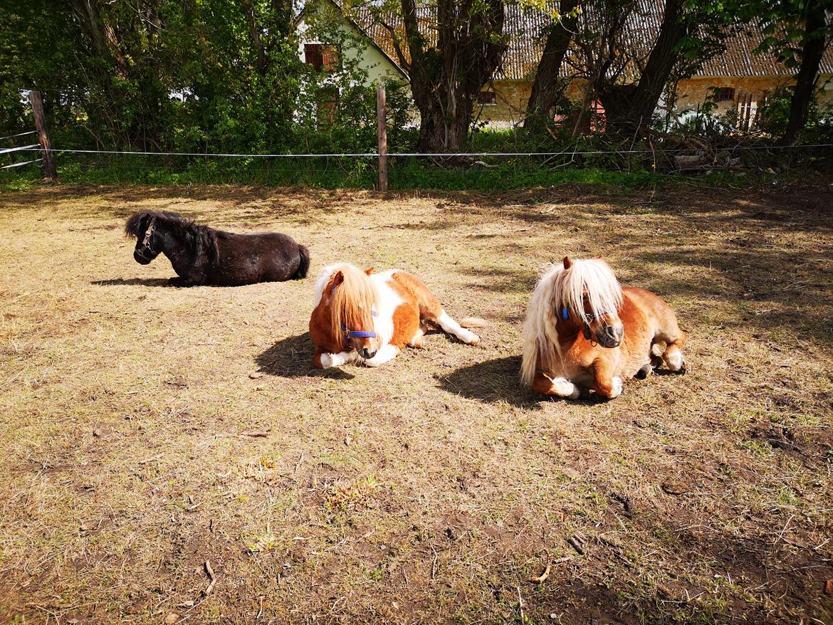 Shetlænder I Baunti's Kaiser De  Beelzebub billede 34