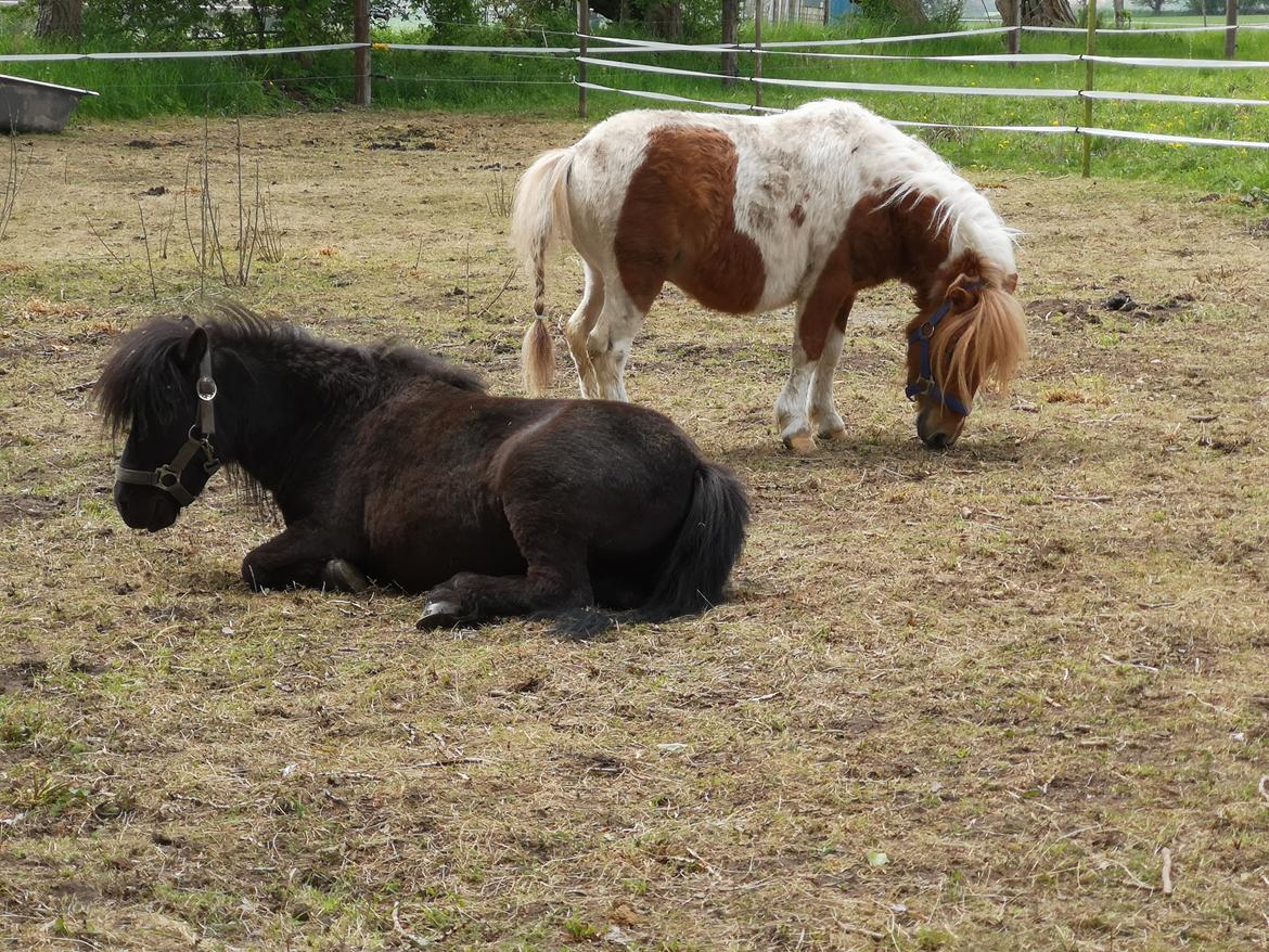 Shetlænder I Baunti's Kaiser De  Beelzebub billede 35