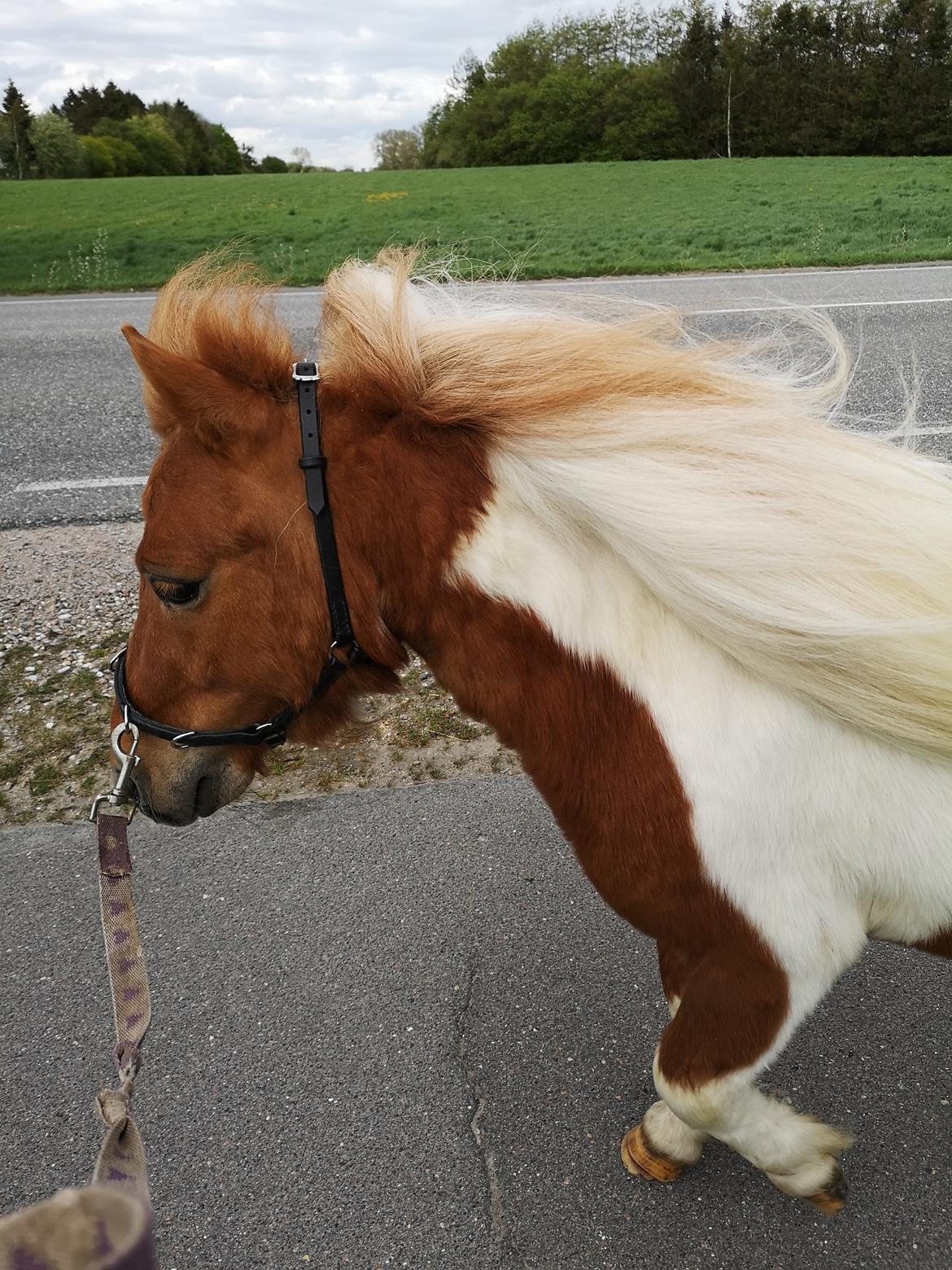 Shetlænder I Baunti's Kaiser De  Beelzebub billede 3