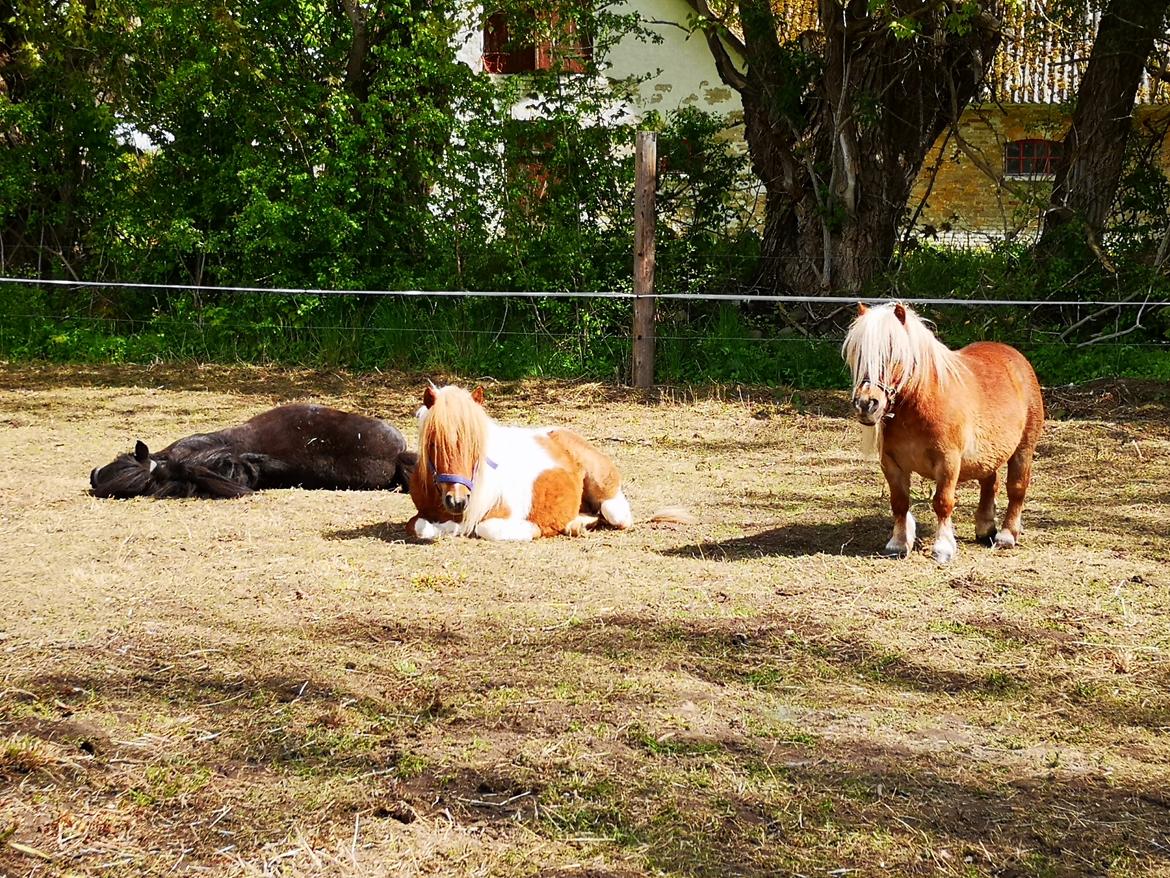 Shetlænder I Baunti's Kaiser De  Beelzebub billede 36