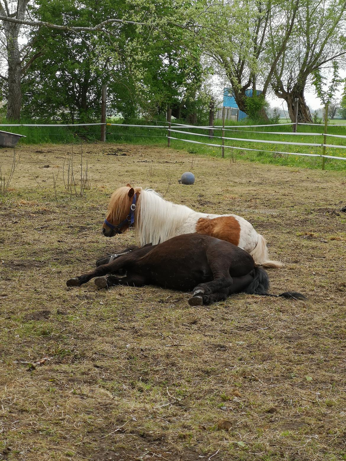 Shetlænder I Baunti's Kaiser De  Beelzebub billede 37