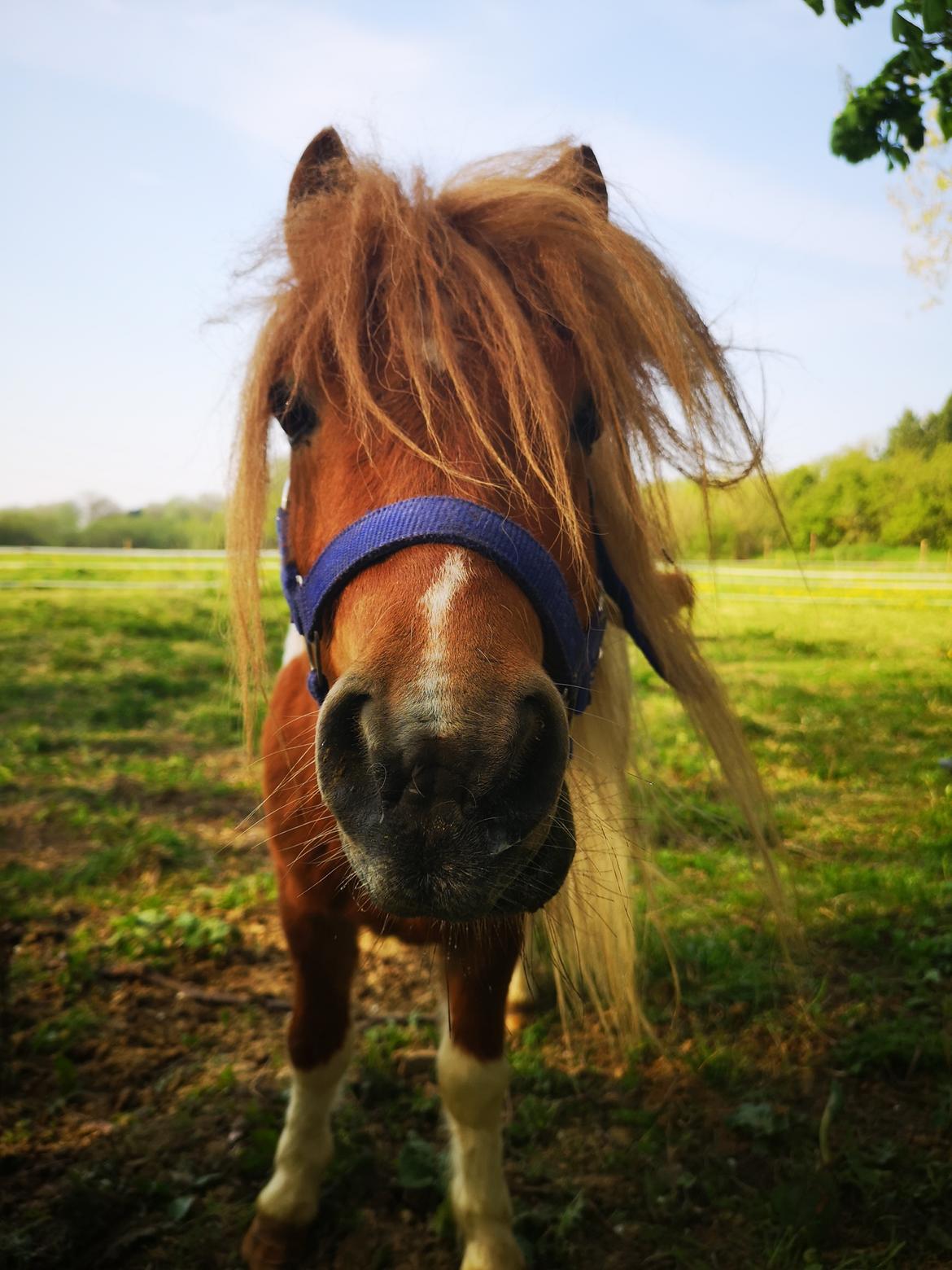 Shetlænder I Baunti's Kaiser De  Beelzebub billede 2