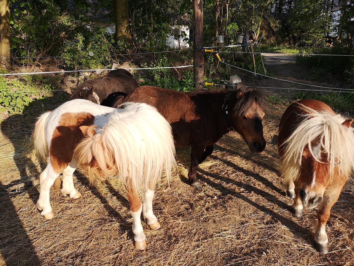 Shetlænder I Baunti's Kaiser De  Beelzebub billede 38