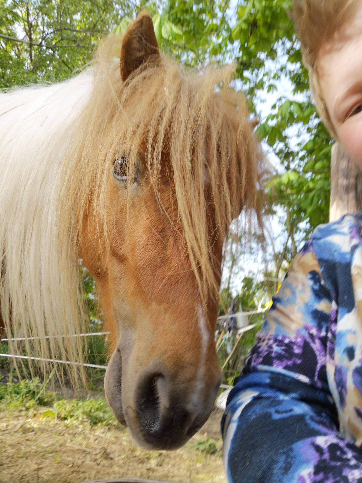Shetlænder I Baunti's Kaiser De  Beelzebub billede 39