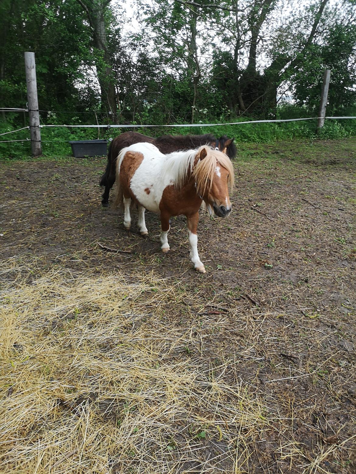 Shetlænder I Baunti's Kaiser De  Beelzebub billede 40