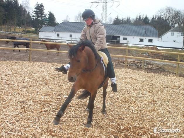 Anden særlig race Hylkegaardens Little Star (Lille Star) - min drøm om at ride med tov om halsen, var ikke kun en drøm - vi gjorde det igen! billede 6