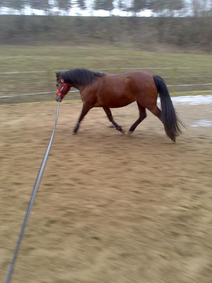 Anden særlig race Hylkegaardens Little Star (Lille Star) - Ridning har aldrig fungeret for os to, og allermest tror jeg, at du helst vil være fri! billede 9