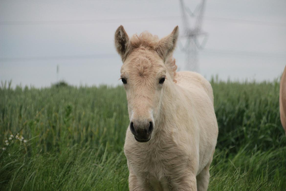 Fjordhest Lamhaves Fenja Z billede 3