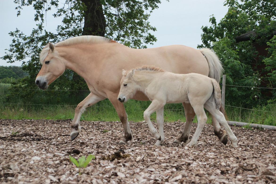 Fjordhest Lamhaves Fenja Z billede 4